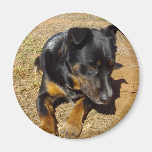 Aimant Kelpie_Farm_Life,_ (Devant)