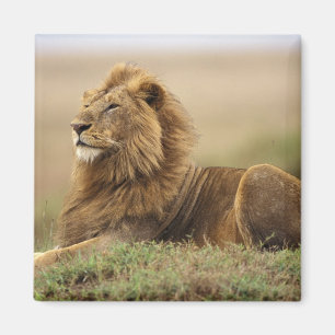 Aimant Kenya, Masai Mara   Lion mâle
