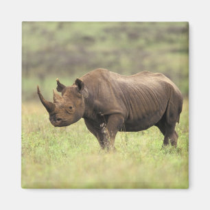Aimant Kenya, Parc national de Nairobi. Rhinocéros noir