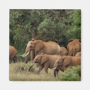 Aimant Kenya : parc national de Tsavo East, troupeau d'Af