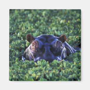 Aimant Kenya, réserve nationale du Masai Mara.