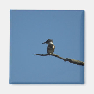 Aimant King Fisher