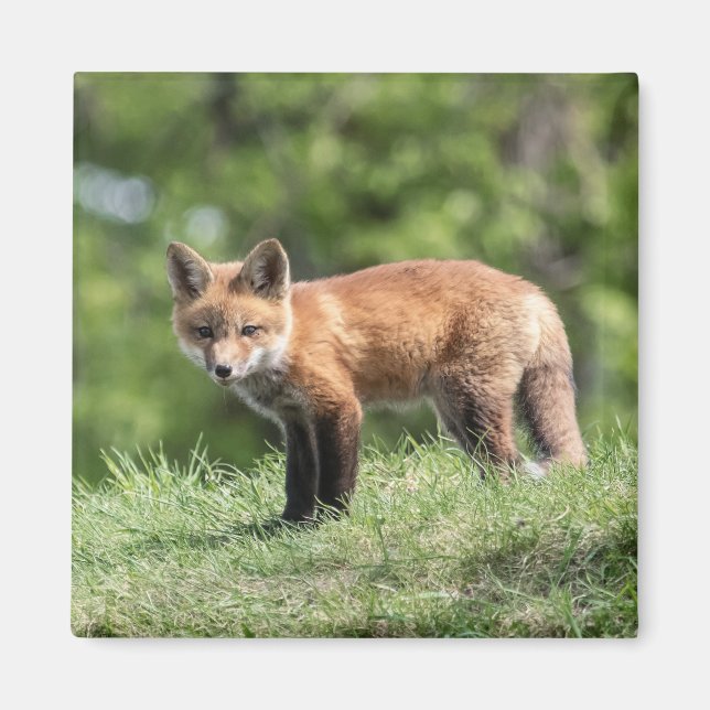 Aimant Kit de Fox rouge (Devant)