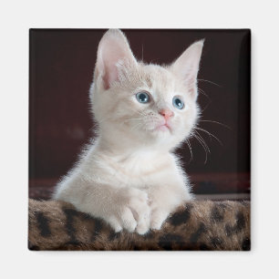 Aimant Kitten blanc vulnérable