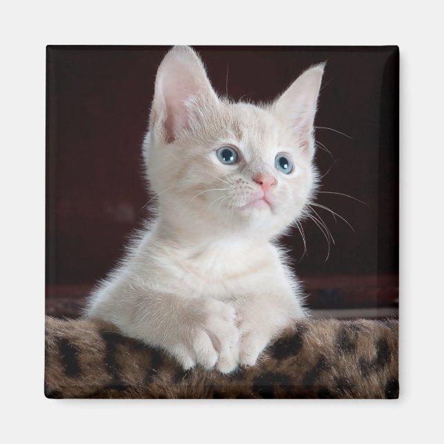 Aimant Kitten blanc vulnérable (Devant)