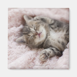 Aimant Kitten Dormir sur la serviette