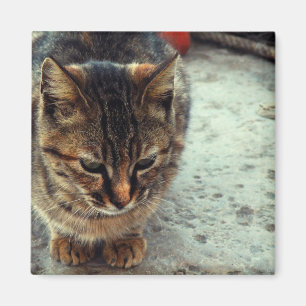 Aimant Kitty