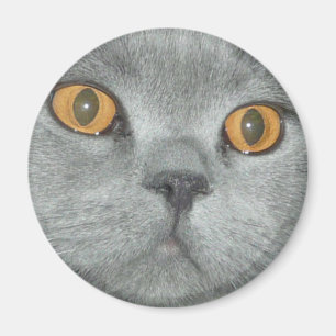 Aimant Kitty observé par orange mignonne