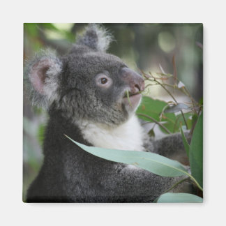 Aimant Koala