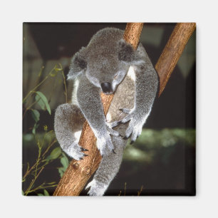 Aimant koala1