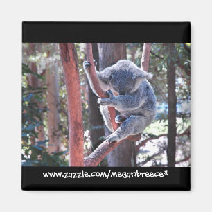 Aimant Koala de sommeil