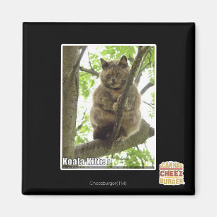 Aimant Koala Kitteh