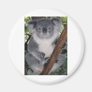 Aimant Koala mignon Aussi de Zazzle de destin à l'intérie