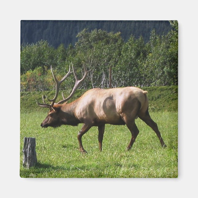 Aimant Kodiak, Alaska Elk Photo extérieure Conçu (Devant)