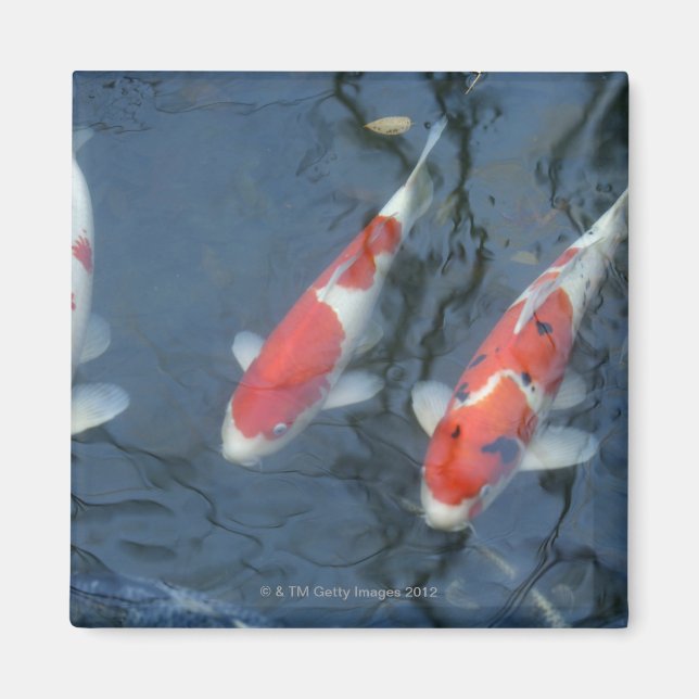 Aimant Koi carpe dans l'étang, vue en grand angle (Devant)