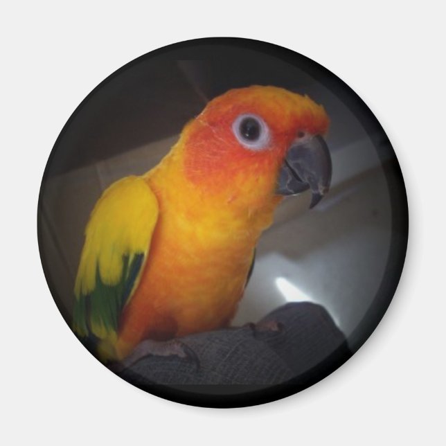 Aimant kojo la conure solaire - Customisée (Devant)