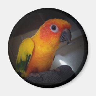 Aimant kojo le conure du soleil - customisé