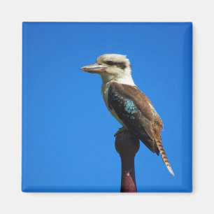 Aimant kookaburra