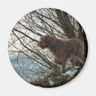 Aimant Korthals Griffon - Tsjip pointant
