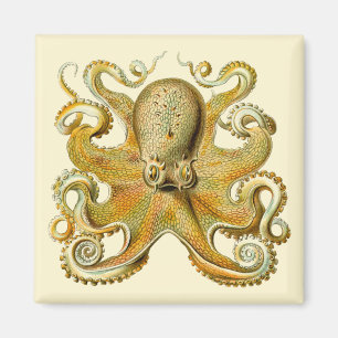 Aimant Kraken vintage, Octopus Gamochonia, Ernst Haeckel
