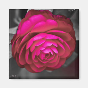 Aimant La Camellia Rosy