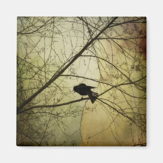 Aimant La corneille parlent