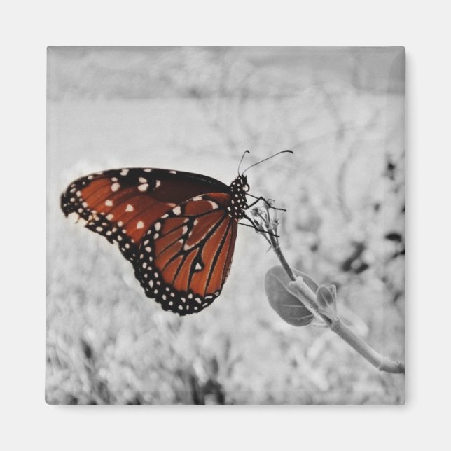 Aimant La dame au lac (Devant)