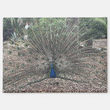 La fontaine de jouvence de Ponce de Leon