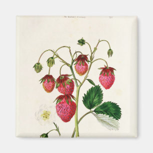 Aimant La fraise de Roseberry, gravée par Watte