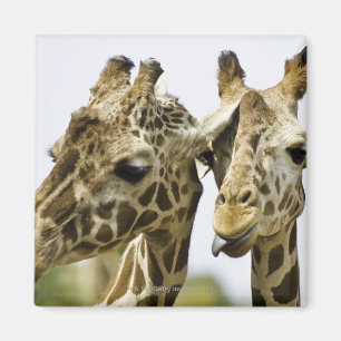 Aimant La girafe nommée est dérivée du mot arabe