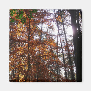 Aimant La lumière du soleil dans l'arbre d'automne de la 