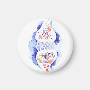 Aimant La synapse et l'impulsion nerveuse impression de t