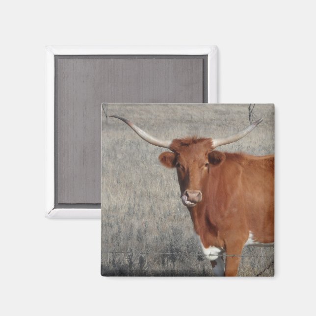 Aimant La vache longhorne se lèche le nez (Recto/Verso)