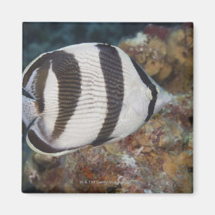 Aimant La vie sous-marine ; POISSONS : Un Butterflyfish