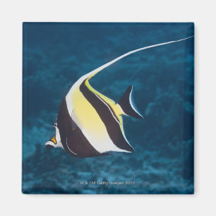 Aimant La vie sous-marine ; POISSONS : Un idole de