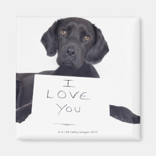Aimant Labrador noir 13 mois