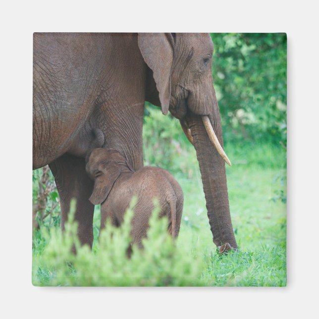 Aimant lactation des éléphants (Devant)