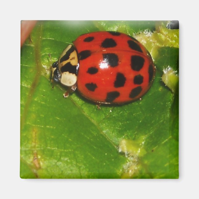 Aimant Lady Bug (Devant)