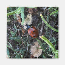 Lady Bug