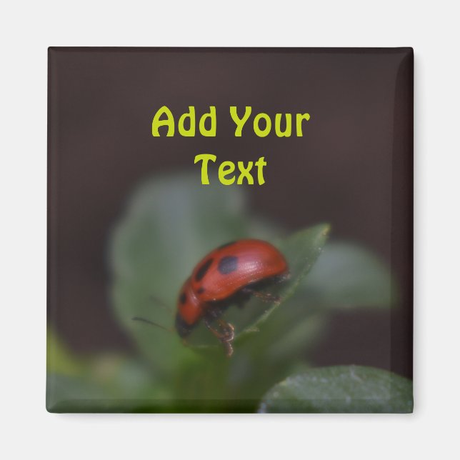Aimant Ladybug (Devant)