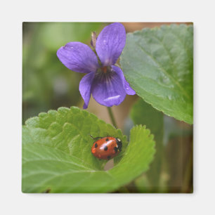 Aimant Ladybug sur les fleurs de violet doux