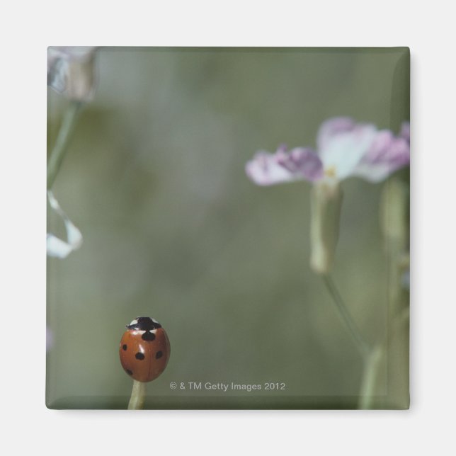 Aimant Ladybug sur Stem (Devant)