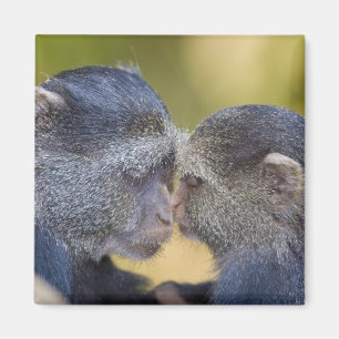 Aimant L'Afrique. La Tanzanie. Mère bleue de singe avec