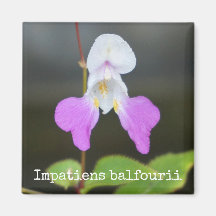 L'aimant botanique des orchidées du pauvre