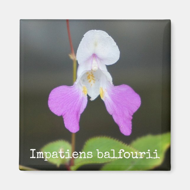 Aimant L'aimant botanique des orchidées du pauvre (Devant)