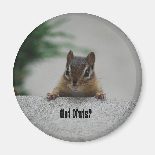 Aimant L'aimant Chipmunk 'got Nuts ?' (Devant)