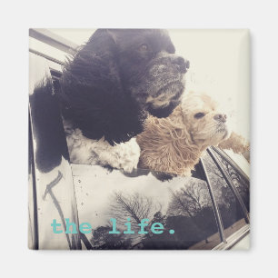 Aimant l'aimant de bonne vie