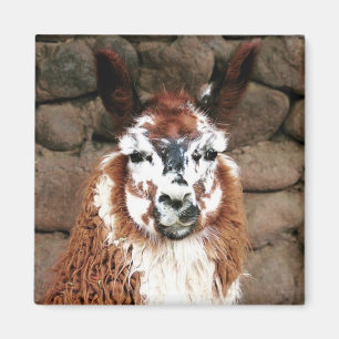 Aimant lama stare