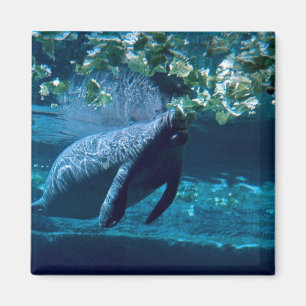 Aimant Lamantin, zoo de parc de Lowry, Tampa Bay, la
