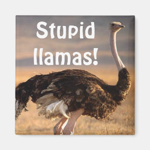 Aimant Lamas stupides !